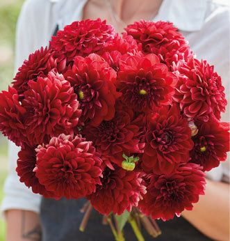 Special Offers Flowers British Dahlias Multiple Varieties