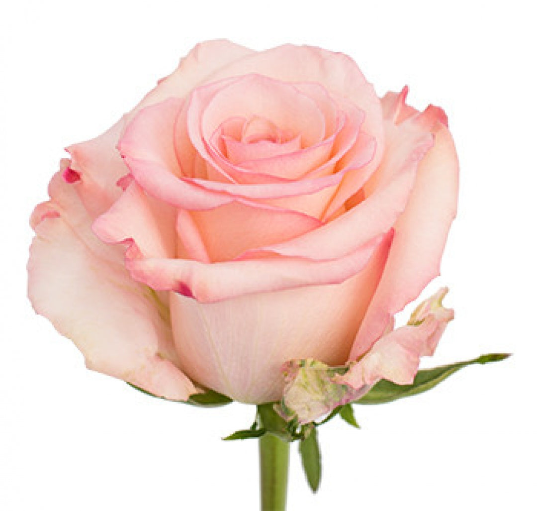 Rose Pink Rhoslyn Royal Flowers