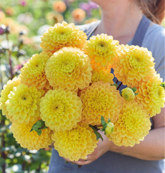 Special Offers Flowers British Dahlias Multiple Varieties