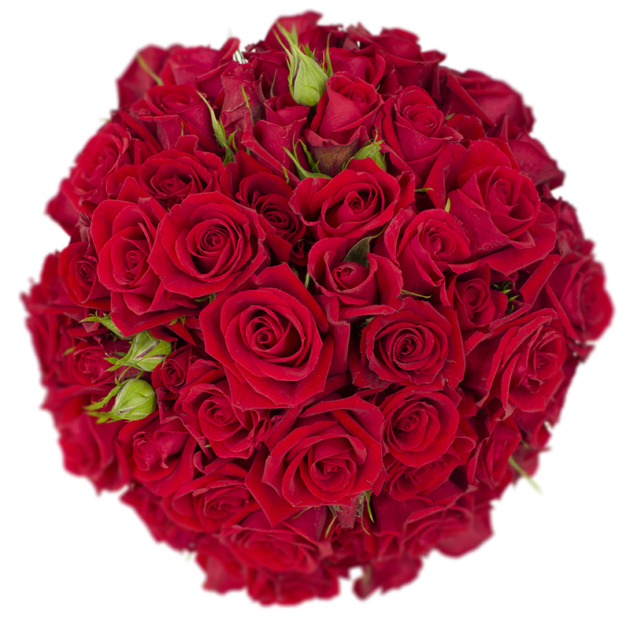 Outstanding Ecuadorian Spray Roses from a specialist Spray Rose farm