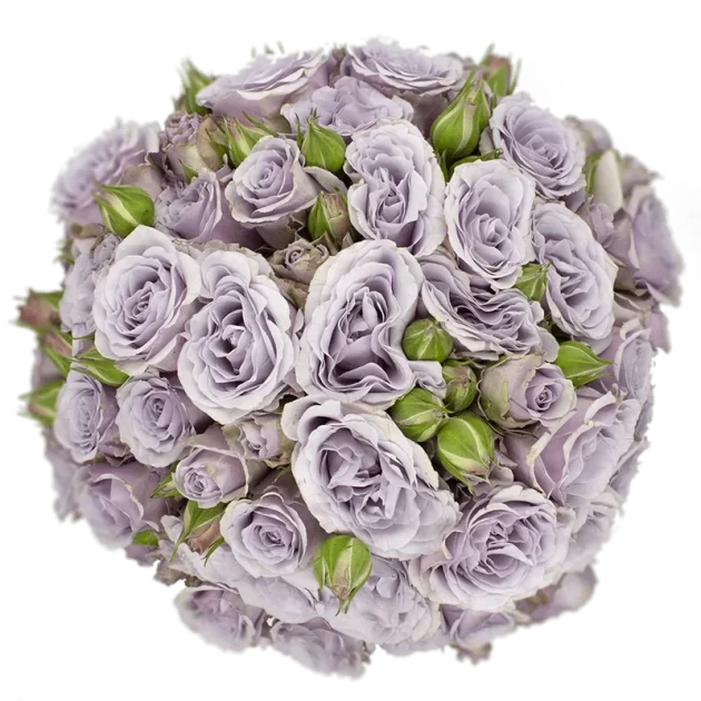 Outstanding Ecuadorian Spray Roses from a specialist Spray Rose farm