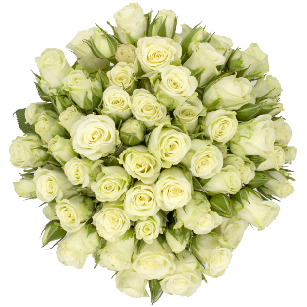Outstanding Ecuadorian Spray Roses from a specialist Spray Rose farm