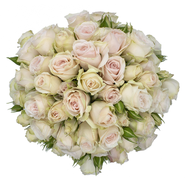 Outstanding Ecuadorian Spray Roses from a specialist Spray Rose farm