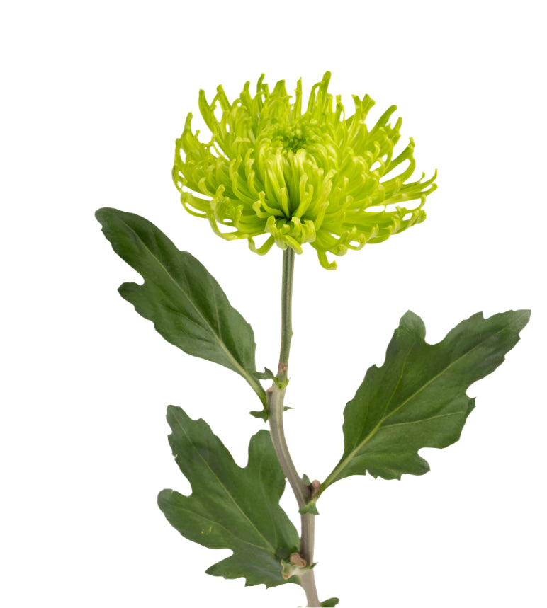 Strong Colombian Chrysanthemum Blooms
