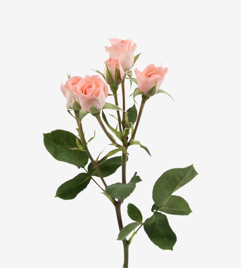 Spray Rose Elegant Rosever Pink Wayuu Colombia