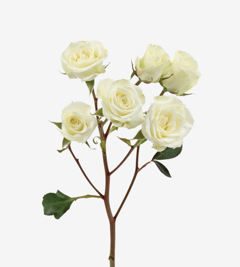 Spray Rose Floreana White Wayuu Colombia