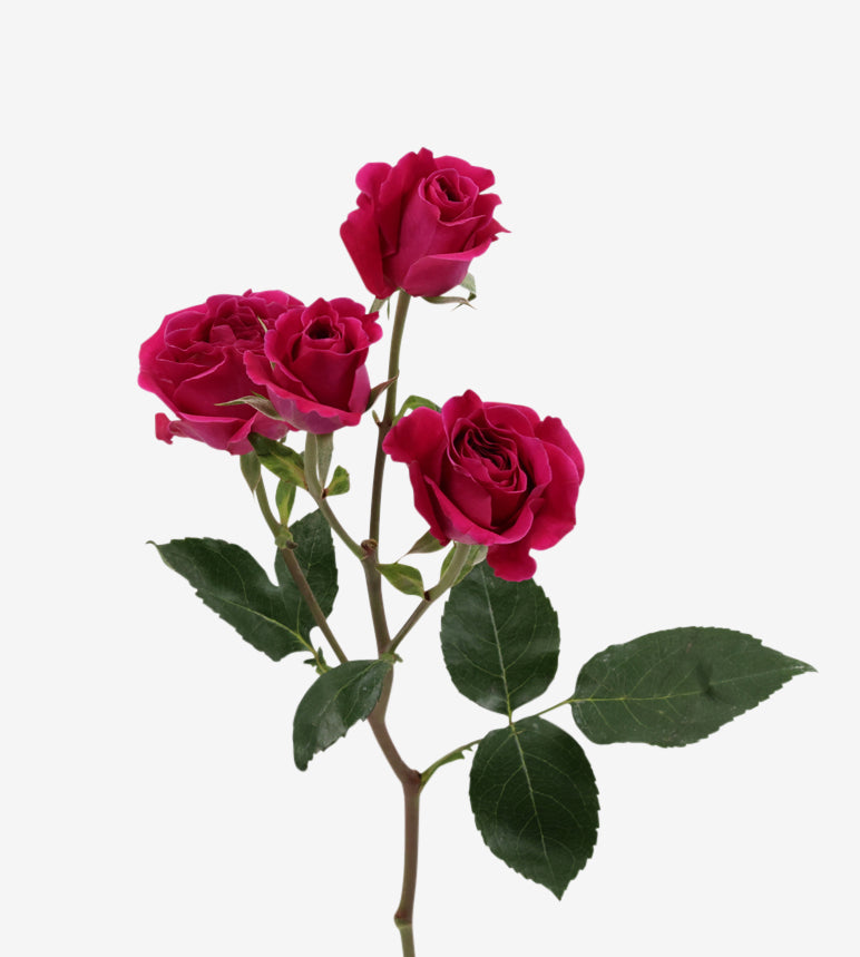 Spray Rose Hot Majolika Cerise Wayuu Colombia