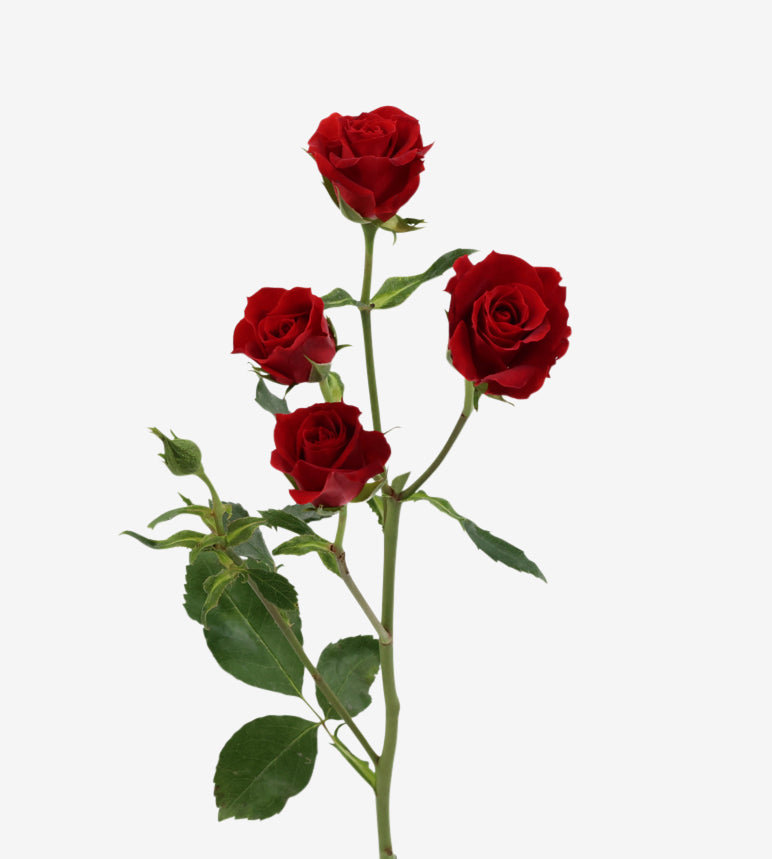 Spray Rose Mikado Red Wayuu Colombia