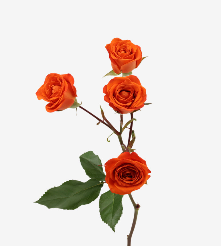 Spray Rose Orange Royal Flash Wayuu Colombia