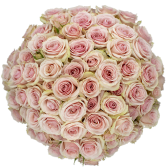 Outstanding Ecuadorian Spray Roses from a specialist Spray Rose farm
