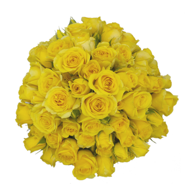 Outstanding Ecuadorian Spray Roses from a specialist Spray Rose farm