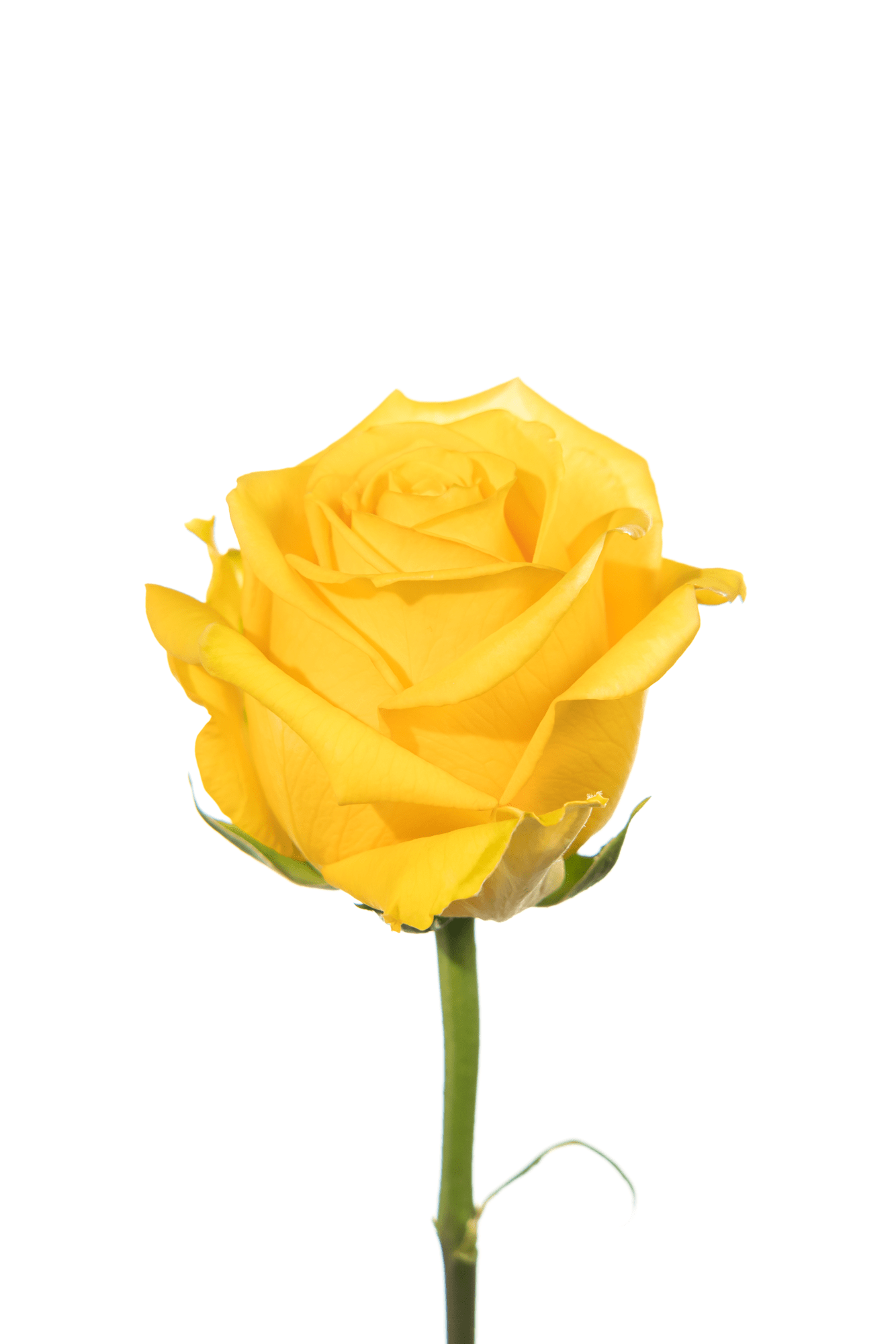 Rose Yellow Supersun Royal Flowers