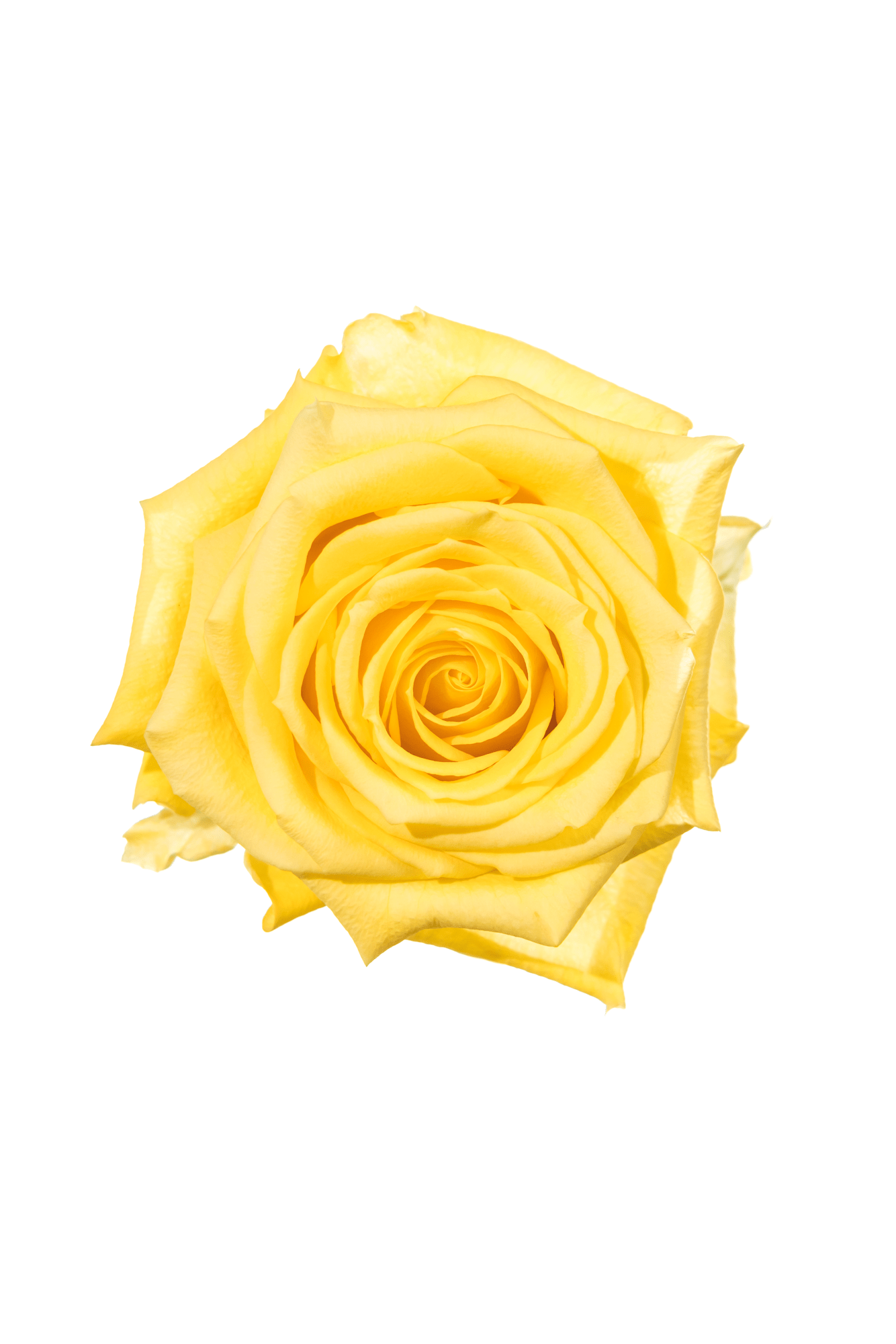 Rose Yellow Supersun Royal Flowers