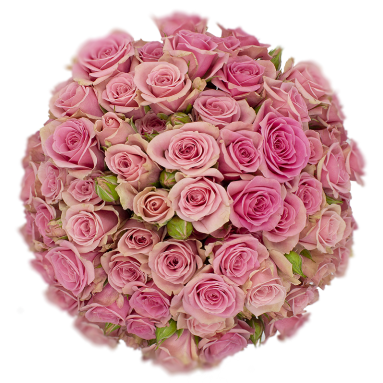 Outstanding Ecuadorian Spray Roses from a specialist Spray Rose farm