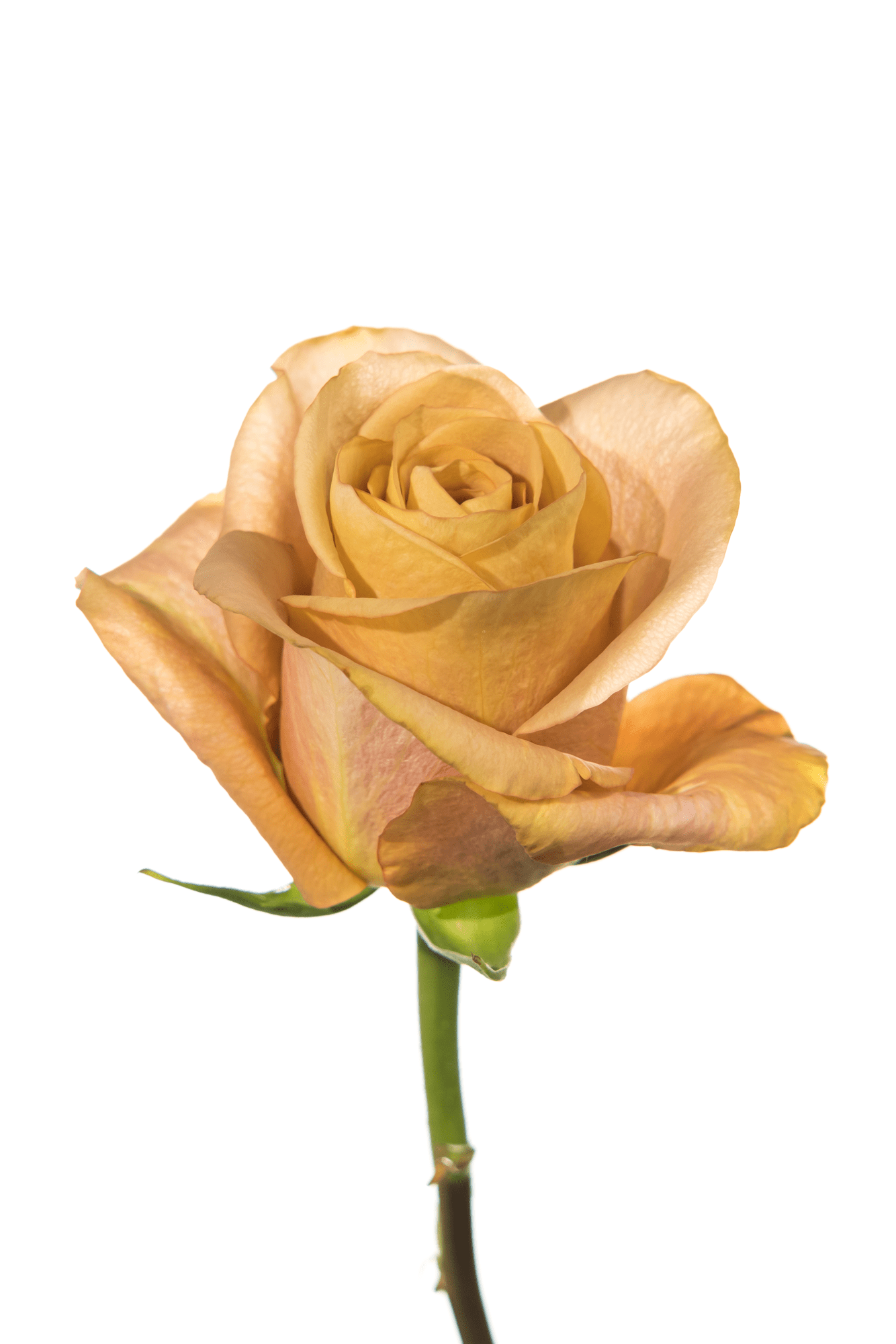 Rose Neutral Earthtone Symbol Royal Flowers