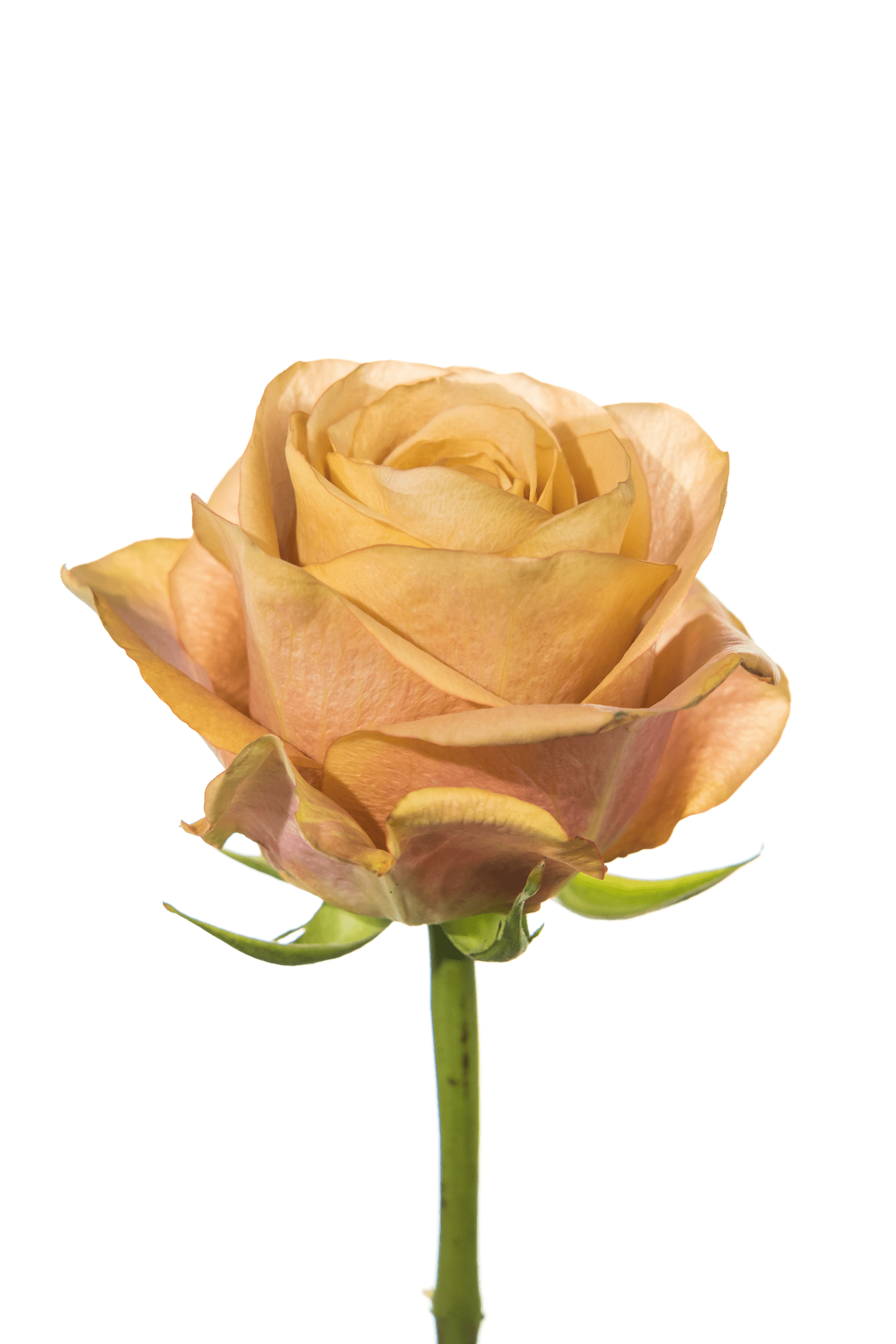 Rose Neutral Earthtone Symbol Royal Flowers