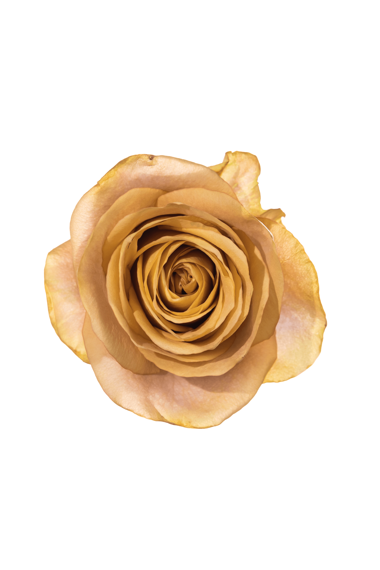 Rose Neutral Earthtone Symbol Royal Flowers