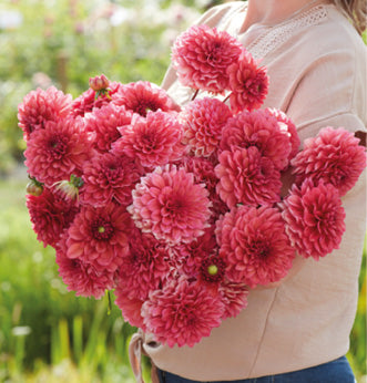 Special Offers Flowers British Dahlias Multiple Varieties