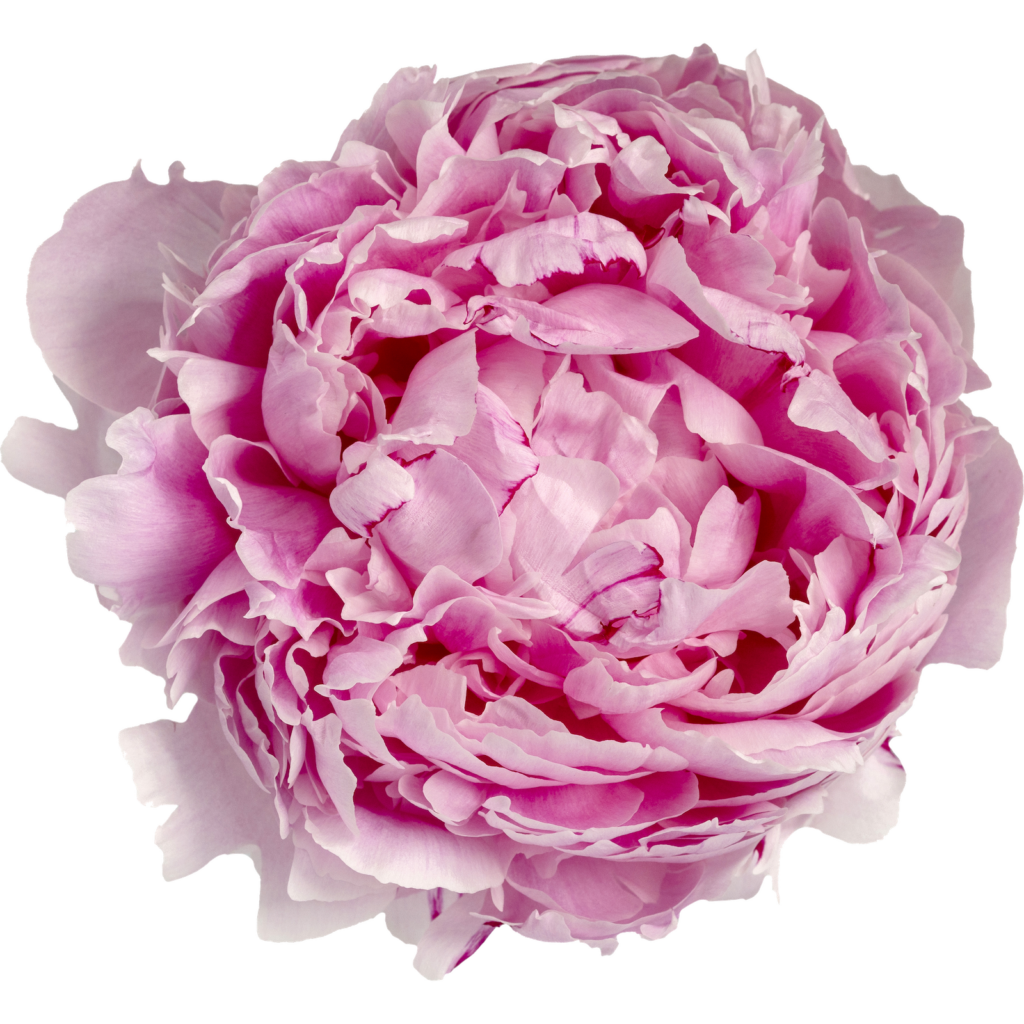 Stunning British Peonies