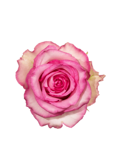 Rose Pink-Bi Sweet Unique Royal Flowers