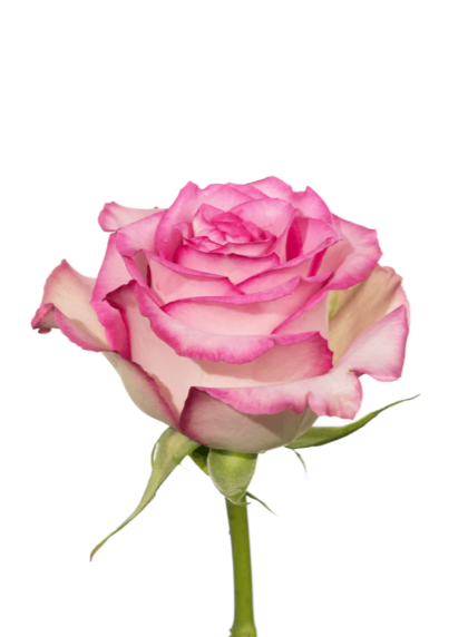 Rose Pink-Bi Sweet Unique Royal Flowers