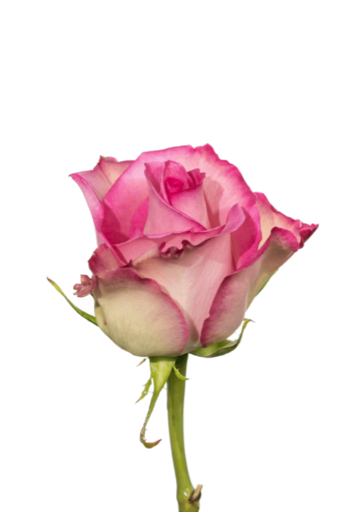 Rose Pink-Bi Sweet Unique Royal Flowers