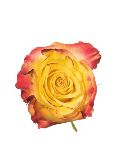Rose Orange-Bi Newsflash Royal Flowers