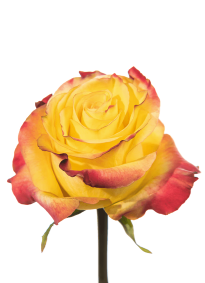 Rose Orange-Bi Newsflash Royal Flowers