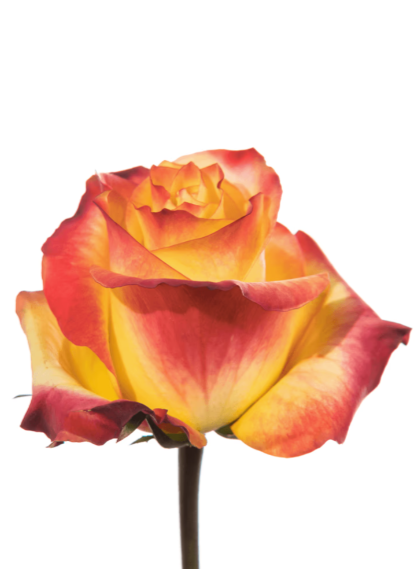 Rose Orange-Bi Newsflash Royal Flowers