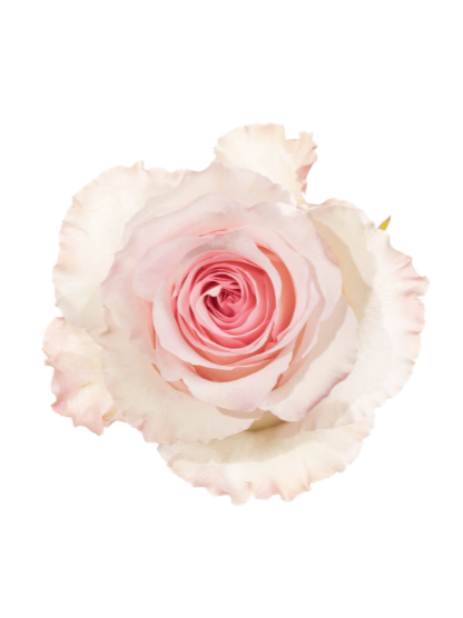 Rose Pink Mandala Royal Flowers