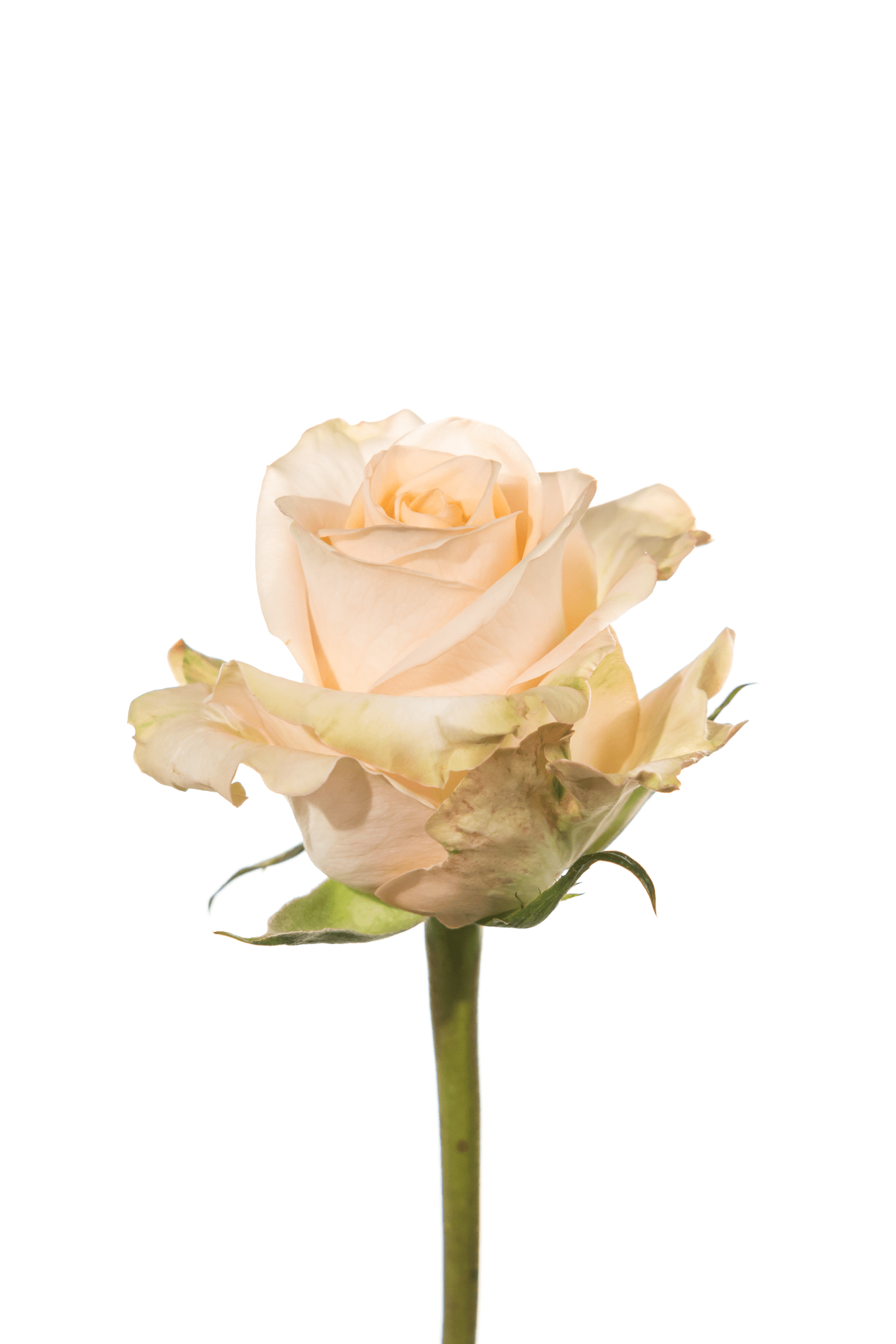 Rose Pink Tiffany Royal Flowers
