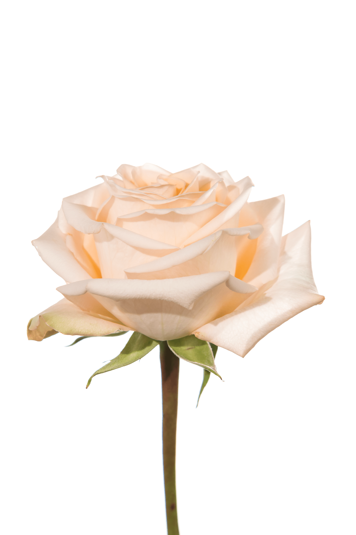 Rose Pink Tiffany Royal Flowers