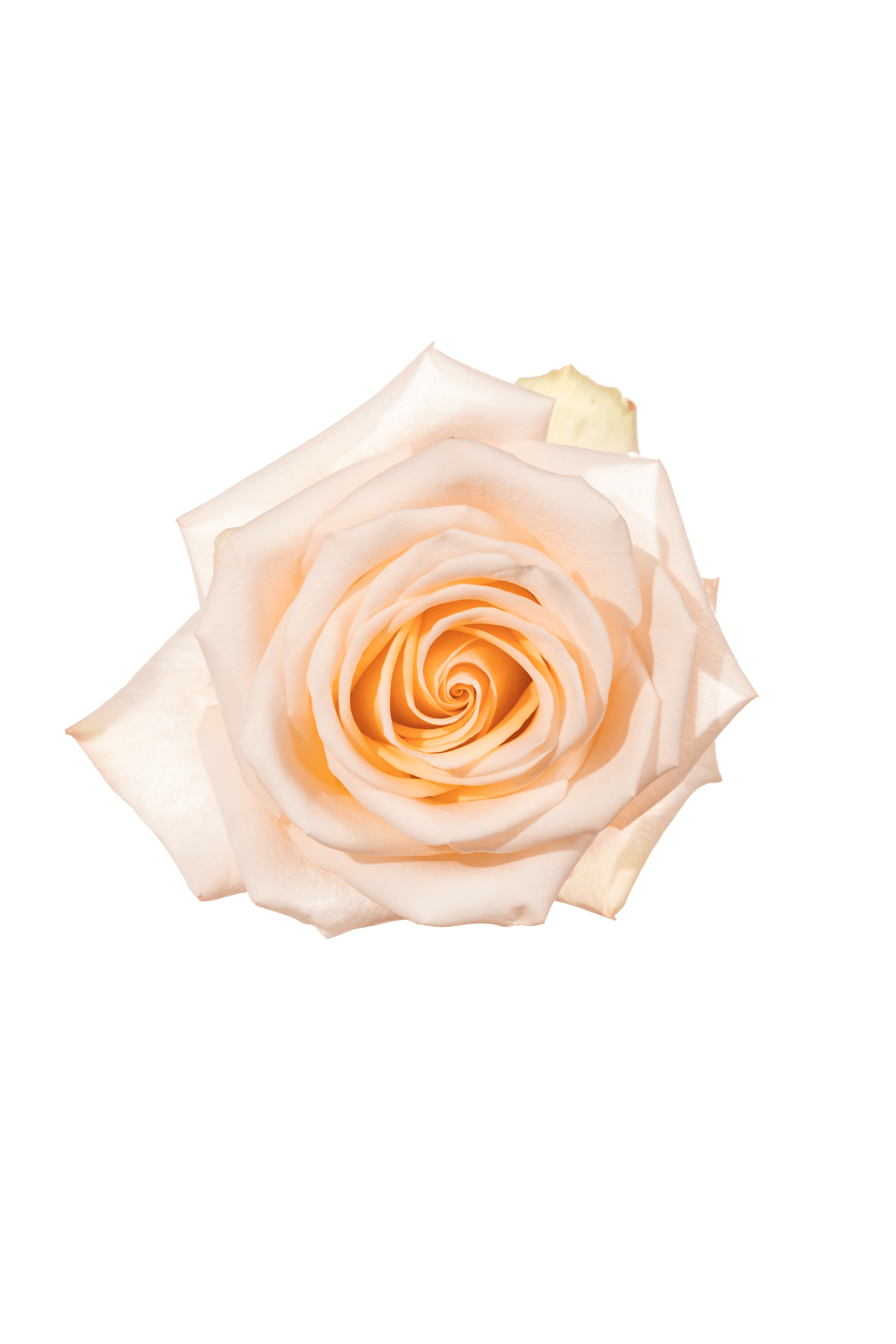 Rose Pink Tiffany Royal Flowers