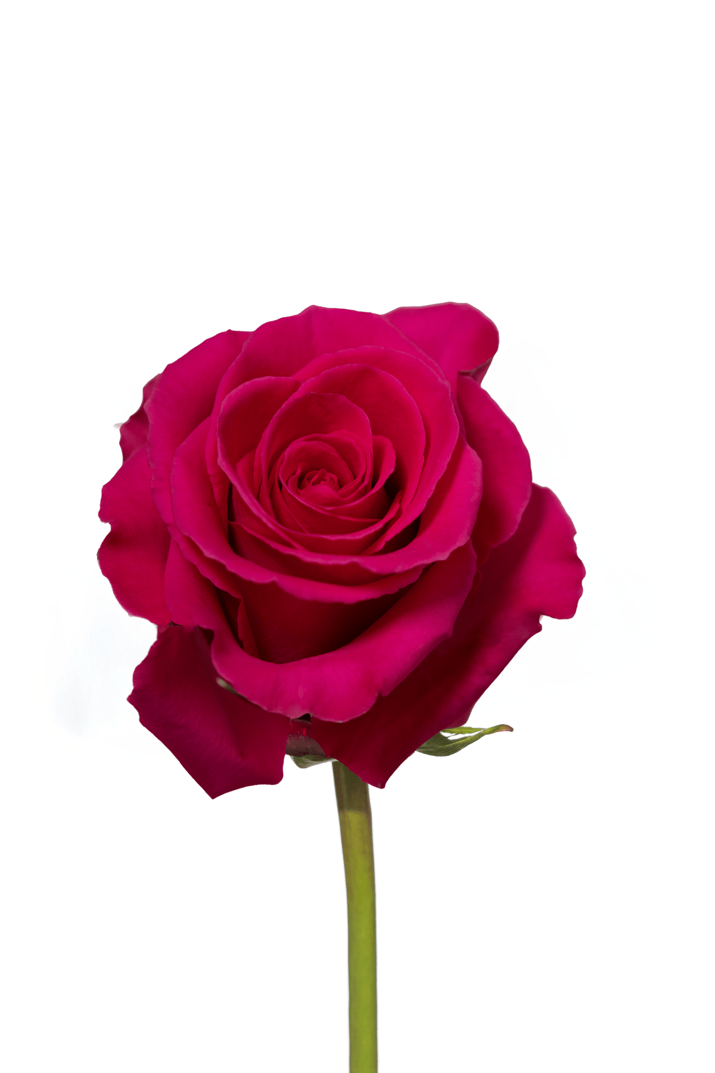 Rose Cerise Tina Royal Flowers