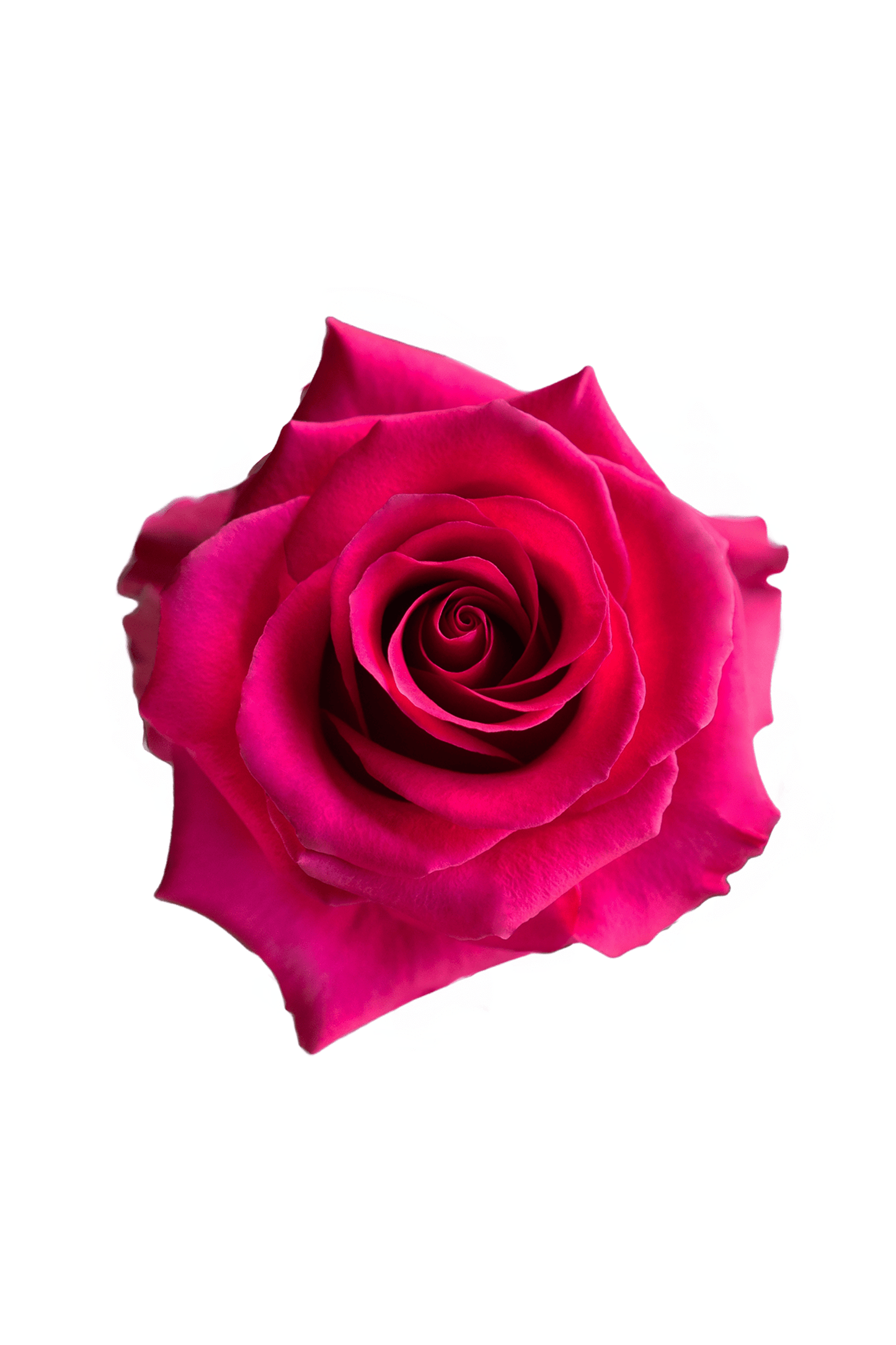 Rose Cerise Tina Royal Flowers