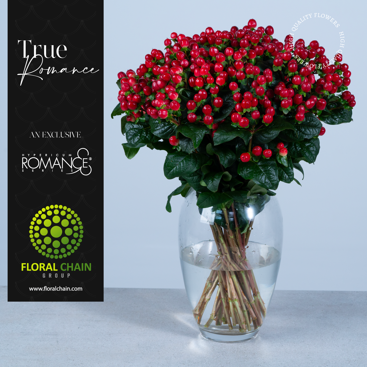 Hypericum Single Red True Romance Floral Chain