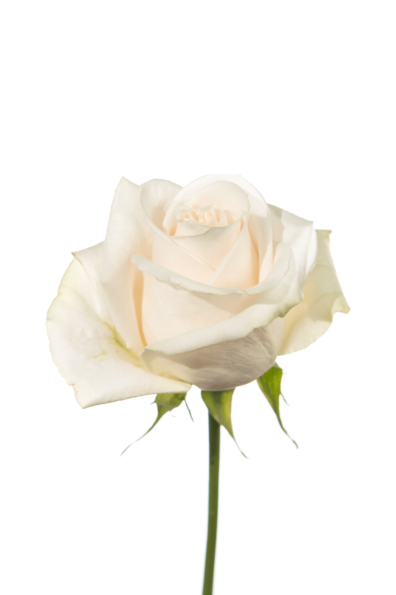 Rose White Vendela Royal Flowers
