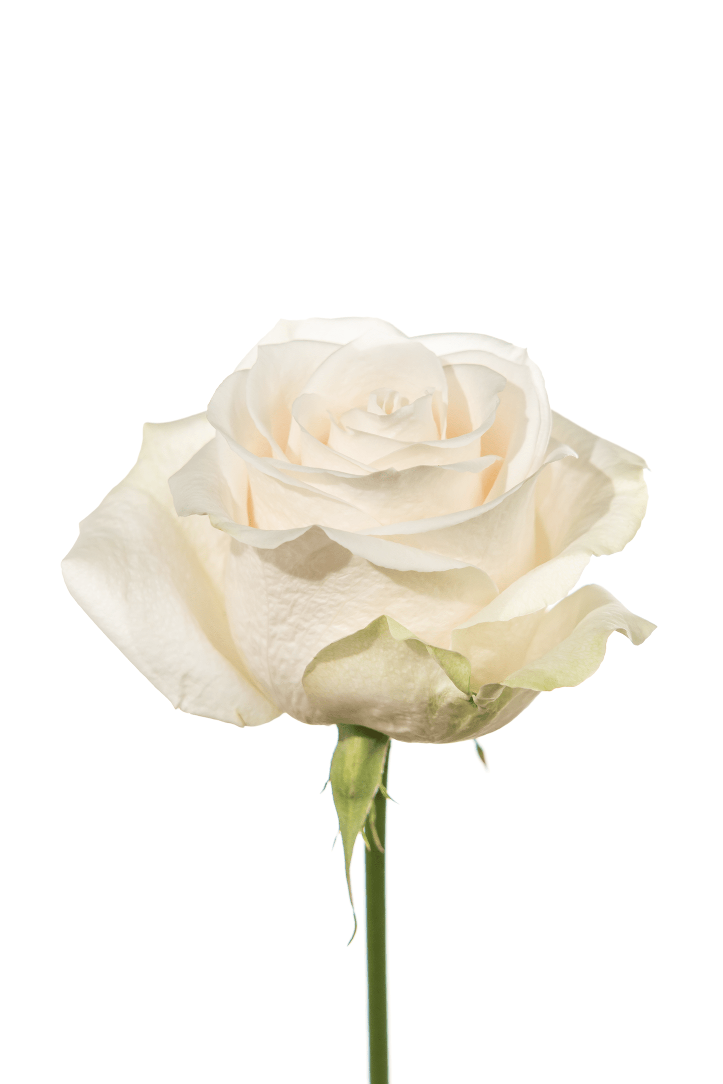 Rose White Vendela Royal Flowers