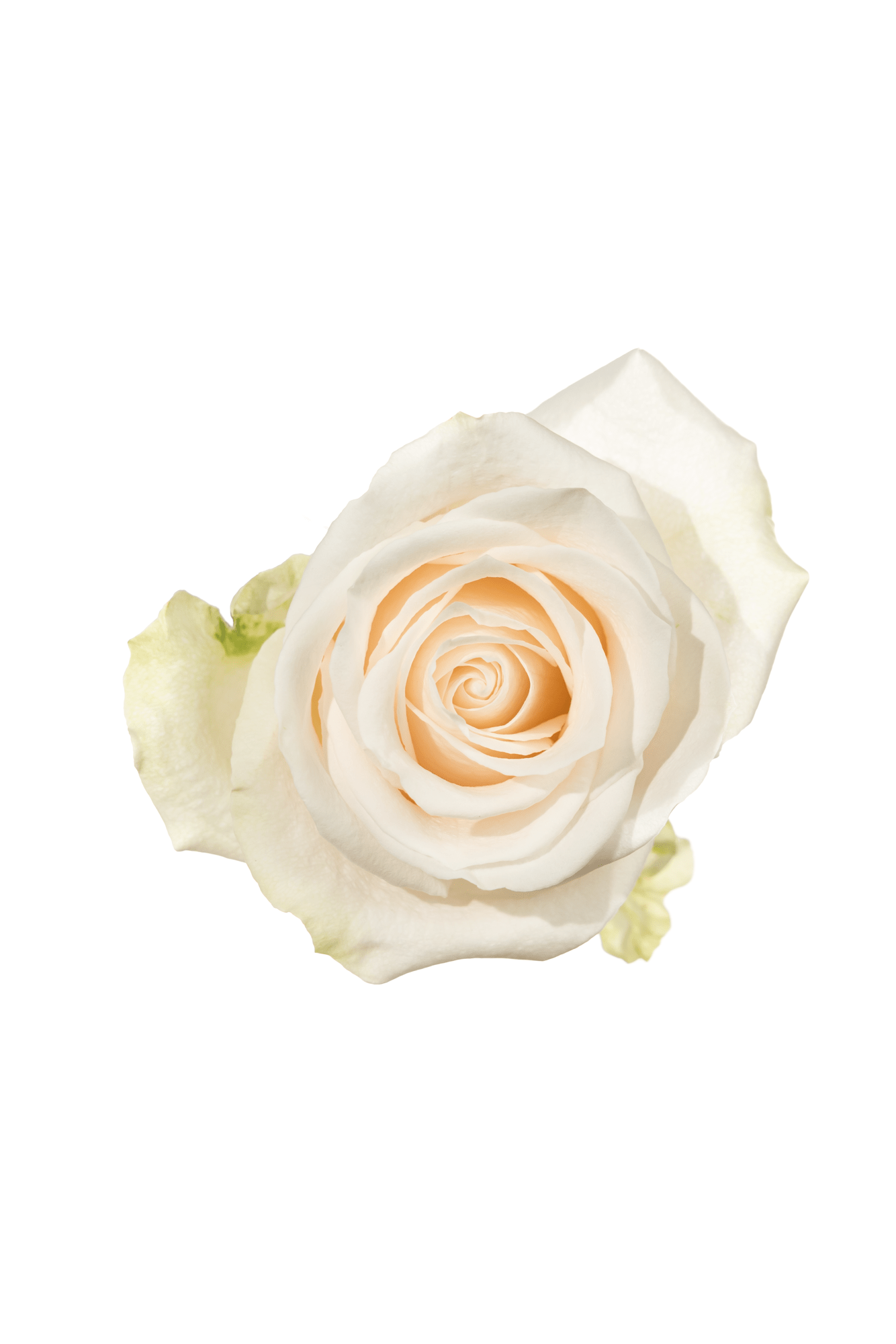 Rose White Vendela Royal Flowers