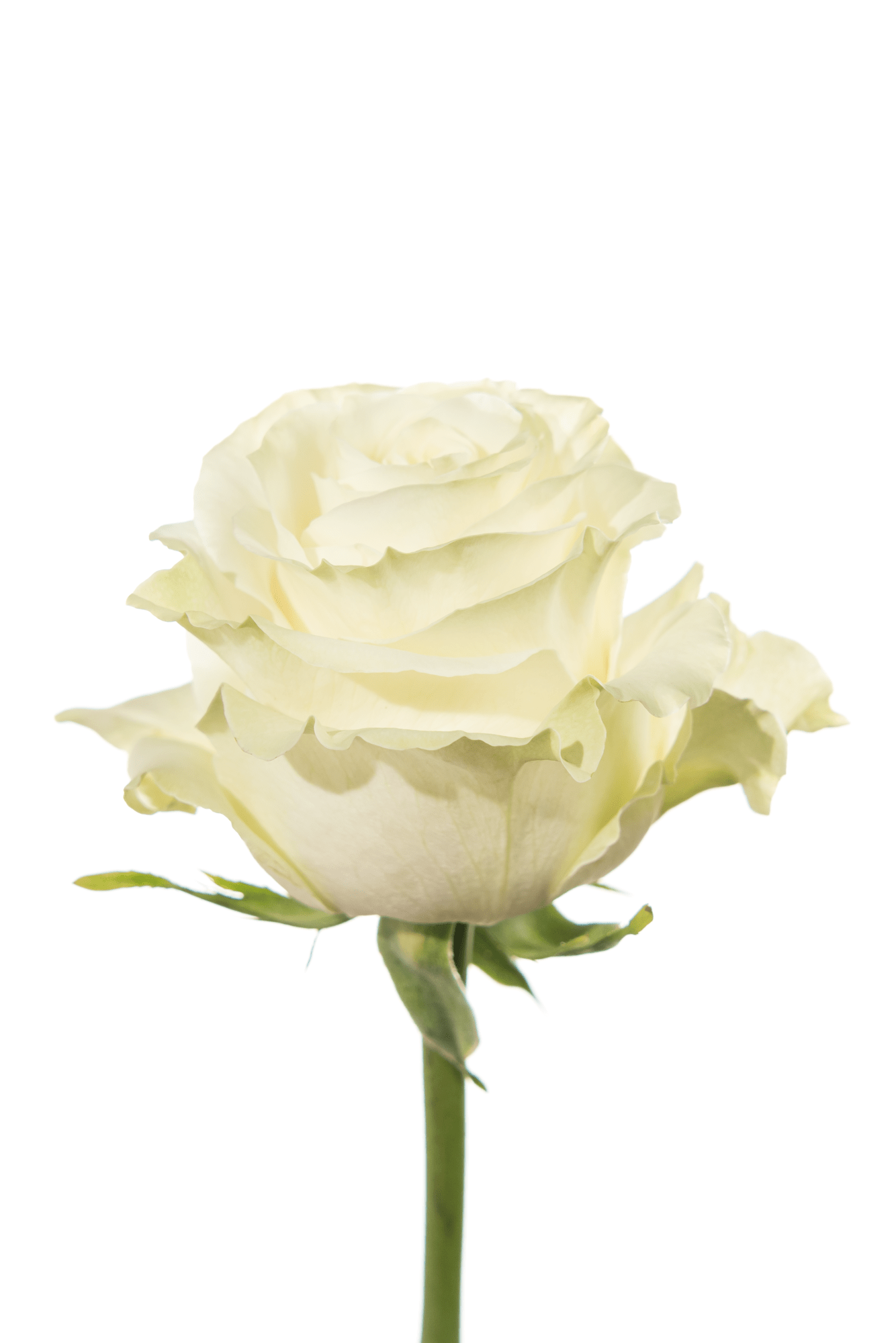 Rose White Mondial Royal Flowers