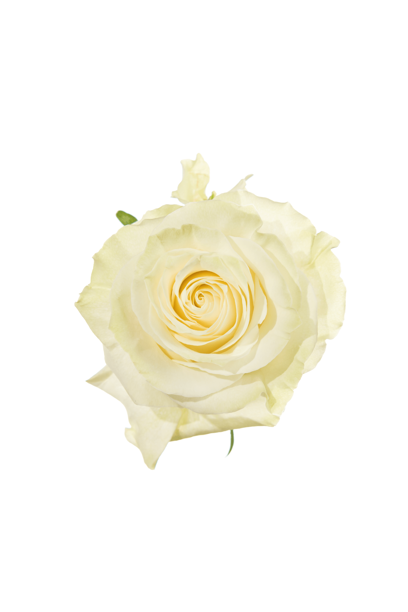 Rose White Mondial Royal Flowers