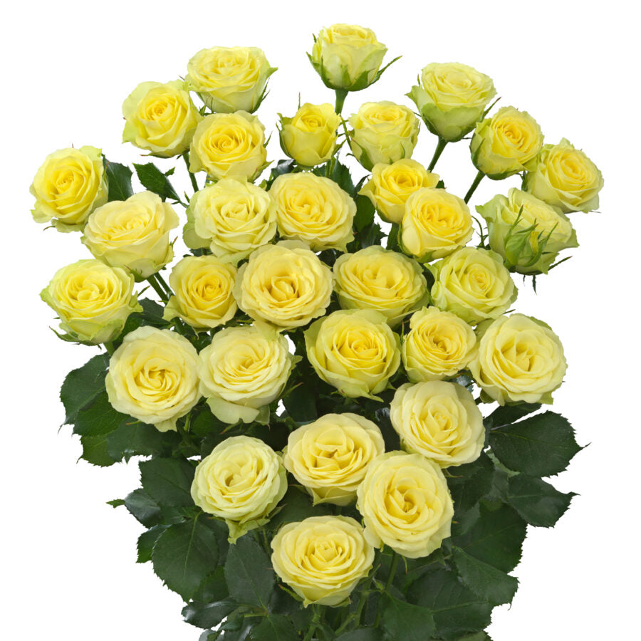 Impressive Kenyan Spray Roses