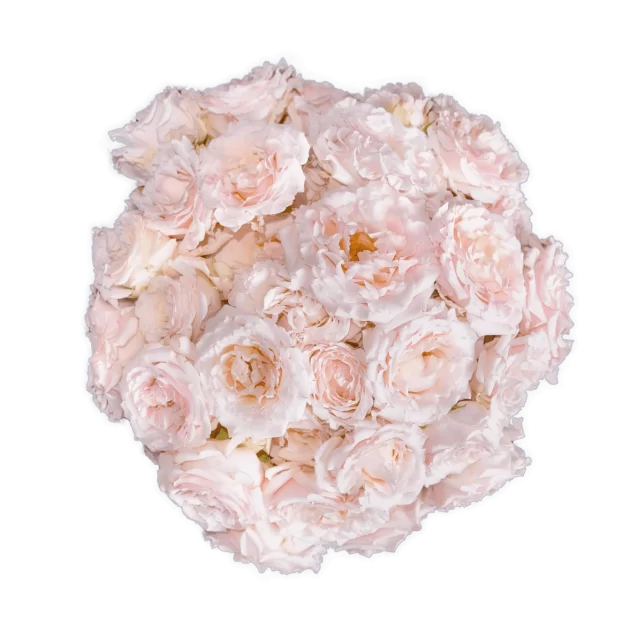 Outstanding Ecuadorian Spray Roses from a specialist Spray Rose farm