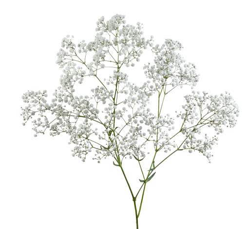 Excellent Gypsophelia from a high altitude farm in Ecuador
