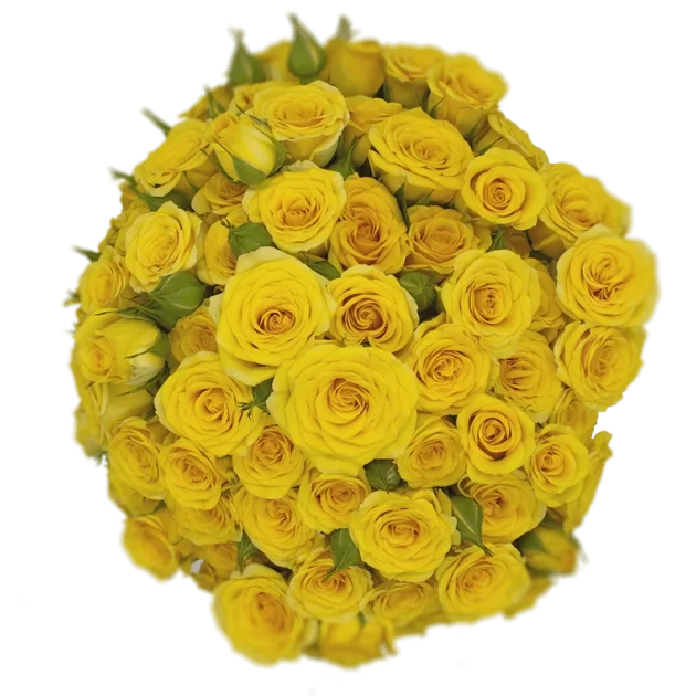 Outstanding Ecuadorian Spray Roses from a specialist Spray Rose farm