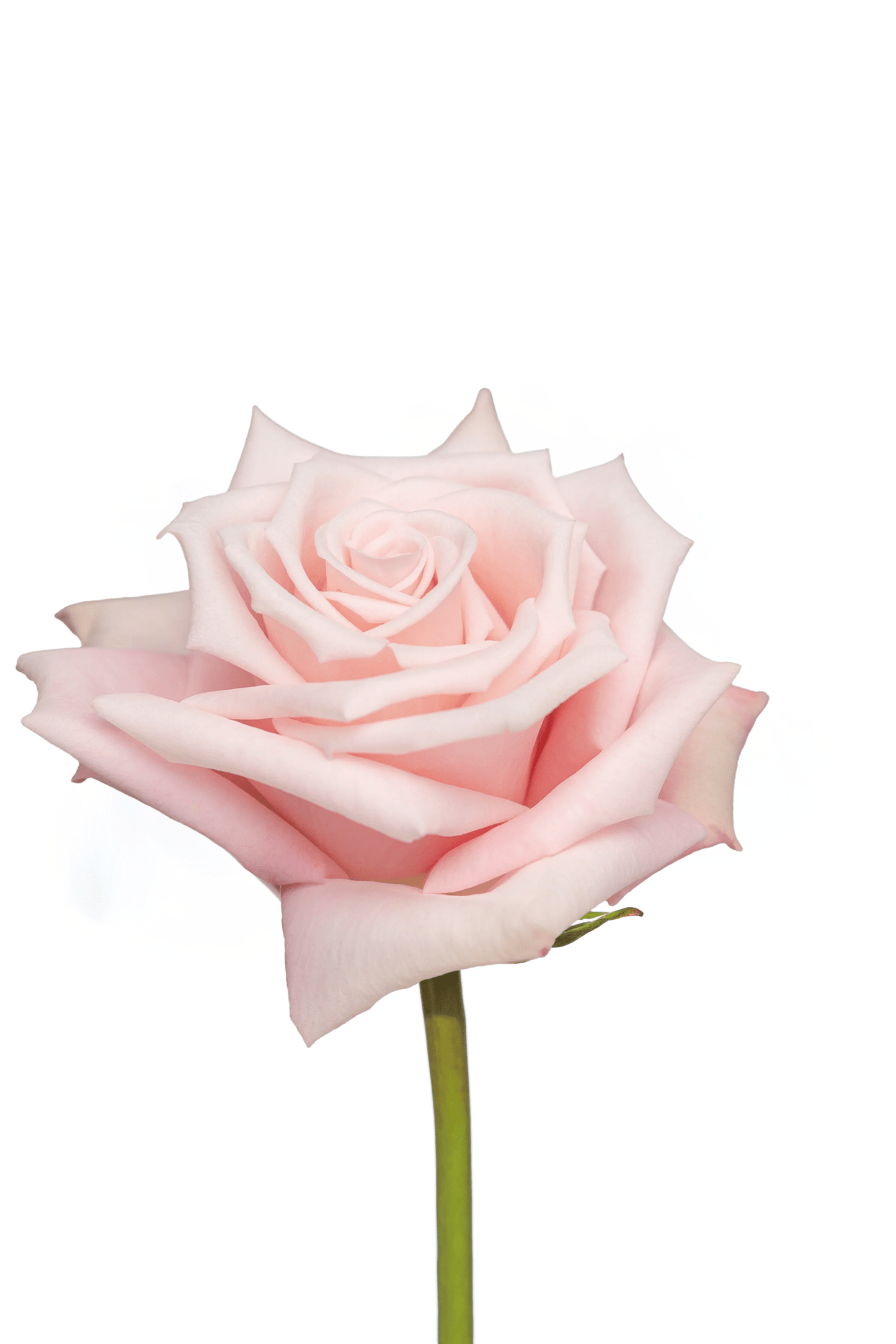 Rose Pink Yoga Royal Flowers