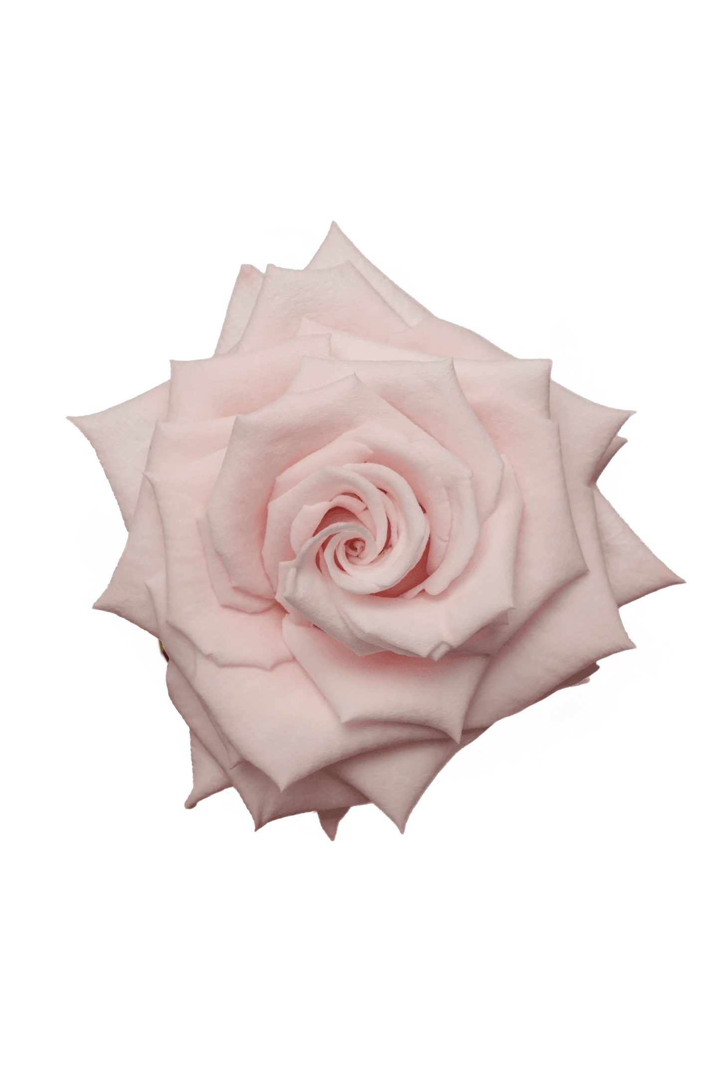 Rose Pink Yoga Royal Flowers