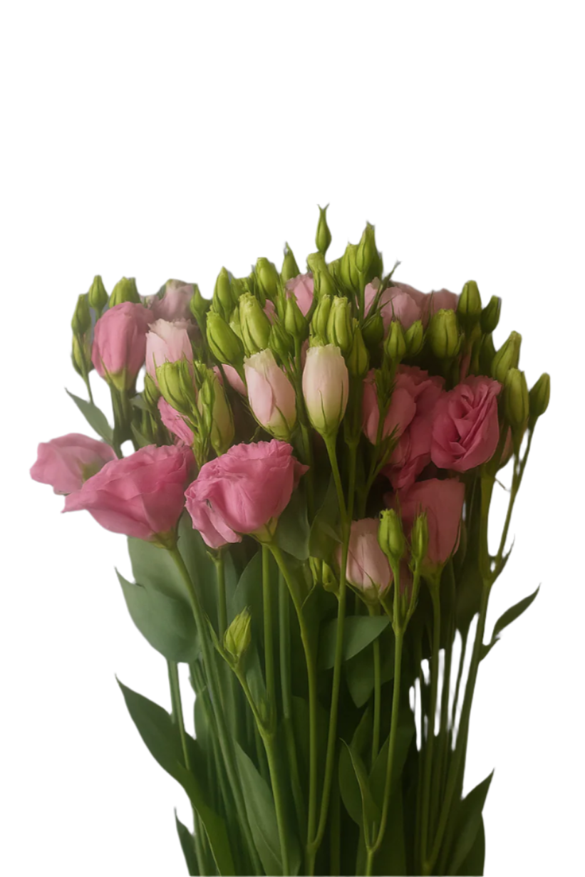 Lisianthus Pink DFT