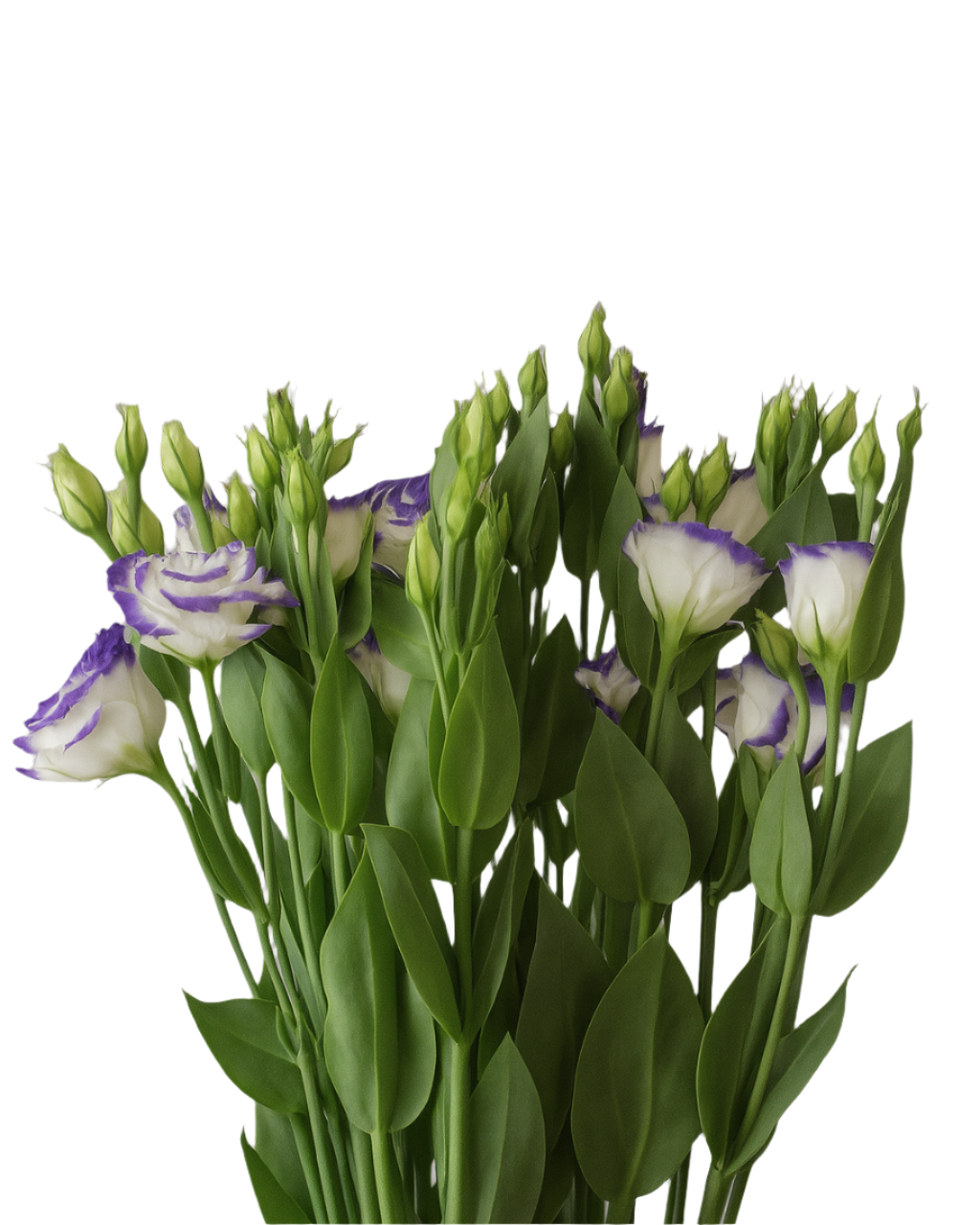 Lisianthus Blue Picotee DFT