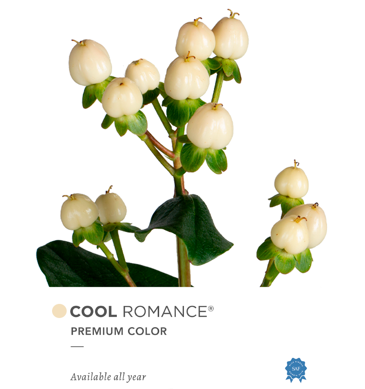 Outstanding Ecuadorian Spray Roses from a specialist Spray Rose farm